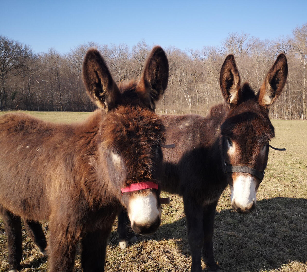 Félicien et Pélagie :-) nos deux ânes que vous pouvez aller rencontrer à souhait !