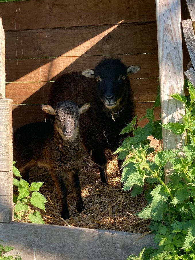 Moutons dans la propriété de la roulotte d’Antully en Bourgogne