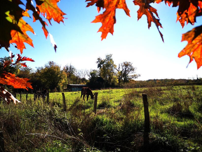 Ânes dans la campagne autour de la roulotte à Antully en Bourgogne