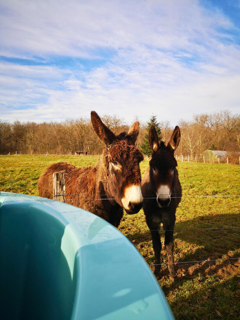 Félicien et Pélagie, nos deux ânes curieux à la Roulotte des Clartés, Antully, Bourgogne